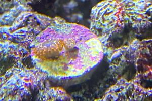Utter Chaos Zoanthid Thumbnail