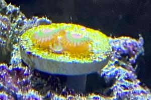 Zoanthid Thumbnail