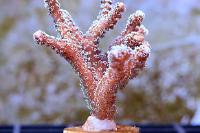 Treasure Corals on Dec 24, 2020
