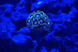 Zoanthid Thumbnail