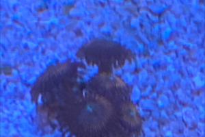 Pink flamingo zoanthid Thumbnail