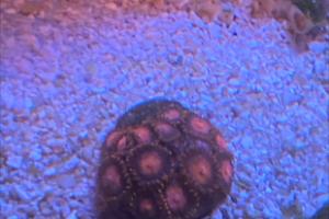 Misc zoanthid Thumbnail