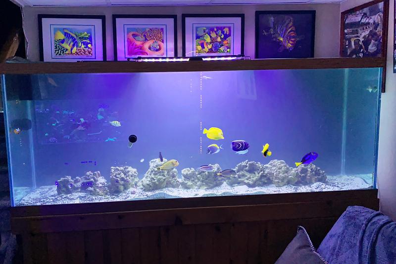 QT / FISH ONLY SYSTEM Thumbnail