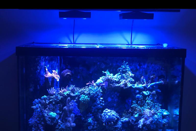 My Aquarium Thumbnail