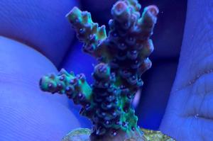Acropora hyacinthus red planet