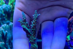 Acropora verde puntas lilas