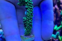Acropora cervicornis Thumbnail