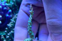 Acropora blueberry Thumbnail