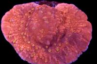 Montipora plato sunburst Thumbnail