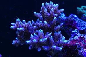 Ventino's reef on Jan 31, 2021
