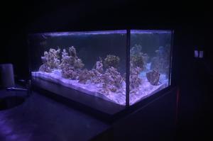 Blair Reef DT Thumbnail