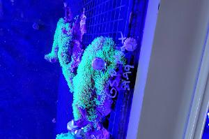 Green Star Polyp Mat Thumbnail