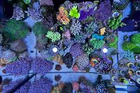 Red Sea Reefer 170 on Feb 14, 2021
