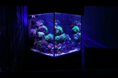 livingroom Reef on Feb 18, 2021
