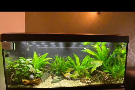 My Aquarium on Feb 20, 2021