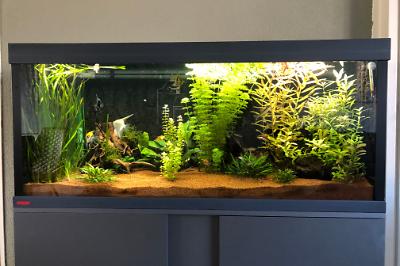 My Aquarium on February 27, 2021