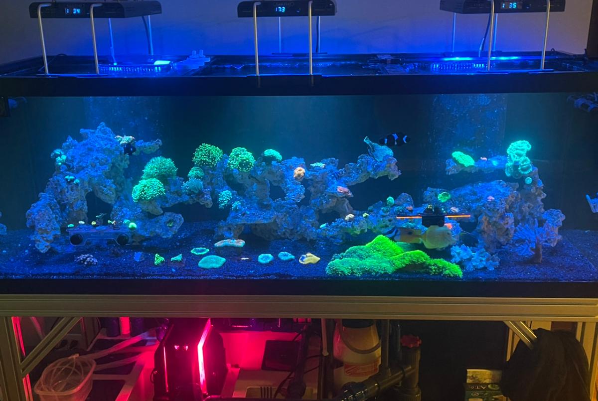 180 gallon reef  on Mar 6, 2021