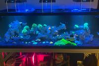 180 gallon reef  on Mar 6, 2021