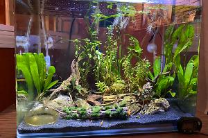 Orange shrimp Thumbnail