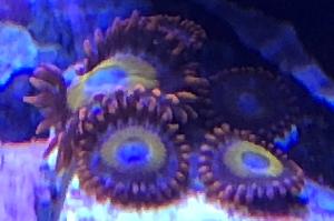 Blondies Zoa-Dead Thumbnail