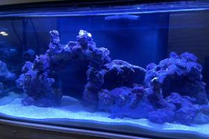 Fluval Marine 32.5 Office Thumbnail