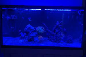 120 gallon  Thumbnail