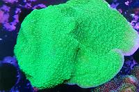 Montipora plato Thumbnail