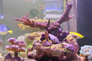Blue/ Violet Acropora Coral Thumbnail