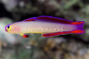 Exquisite Firefish Thumbnail