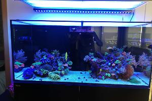 Ventino's reef on Apr 9, 2021