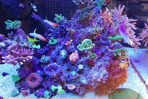 Ventino's reef on Apr 9, 2021