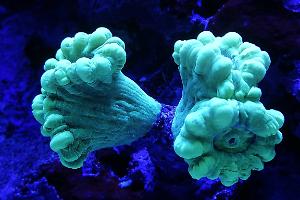Ventino's reef on Apr 12, 2021