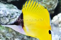 Yellow Longnose Butterflyfish
