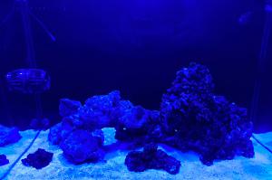 Nano reef Thumbnail