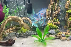 Richartz Family Fishies Thumbnail