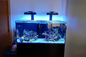 Ventino's reef on May 14, 2021