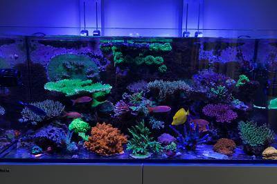 Martenssons Reefer 350 on May 18, 2021