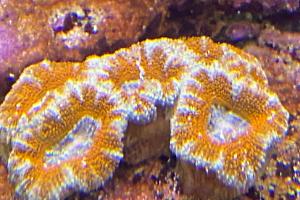 Acanthastrea Thumbnail