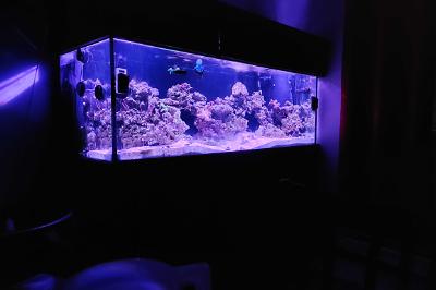 reef tank on May 29, 2021
