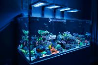 Treasure Corals on May 30, 2021