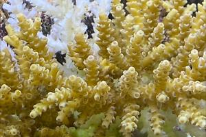 Acropora Thumbnail