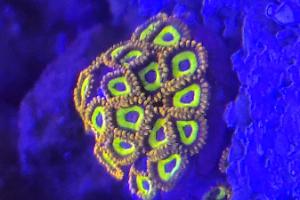 Fruit Loop Zoa Thumbnail