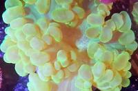Coral burbuja Thumbnail