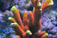Montipora digitata Thumbnail