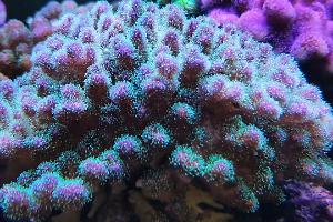 Pocillopora