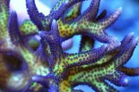 Seriatopora caliendrum Thumbnail