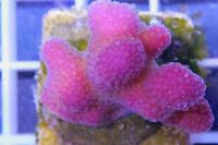 Stylophora Thumbnail