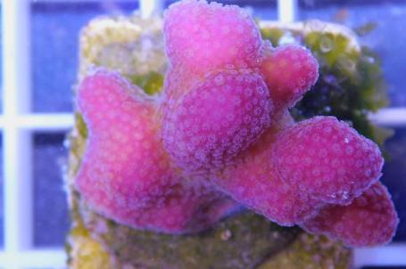 Stylophora