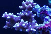 Seriatopora caliendrum Thumbnail