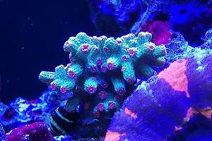 Cyphastrea Decadia